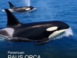 Fenomena Langka! 3 Paus Orca Muncul di Perairan Lombok