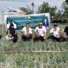 Panen Bawang Merah di Lombok Utara Berlimpah, Program Pengendalian Inflasi Pemkab Berbuah Hasil