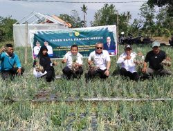Panen Bawang Merah di Lombok Utara Berlimpah, Program Pengendalian Inflasi Pemkab Berbuah Hasil