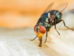 Tak Hanya Pembawa Penyakit, Lalat Ternyata Punya Manfaat Vital