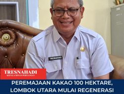 Peremajaan Kakao 100 Hektare, Lombok Utara Mulai Regenerasi Kebun Rakyat