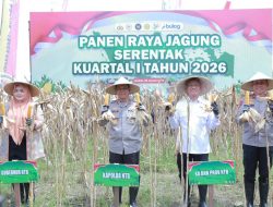 Panen Raya Jagung Serentak 2026, Kapolda NTB Ajak Petani Jaga Ketahanan Pangan