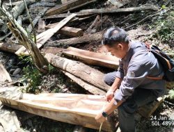 Puluhan Kayu Sonokeling Diduga Hasil Illegal Logging Ditemukan di Hutan Alas Barat, KPH Belum Amankan BB?