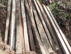 Satgas Temukan Bekas Tebangan Jati di Hutan Kerawak Utuk Sumbawa, BKPH Wilayah IV Perketat Pengawasan Menuju Air Terjun Ai Beling