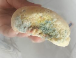Heboh Roti Berjamur di Dapur MBG Desa Jati Sela Lombok Barat, Kades Sesela Minta Evaluasi Total