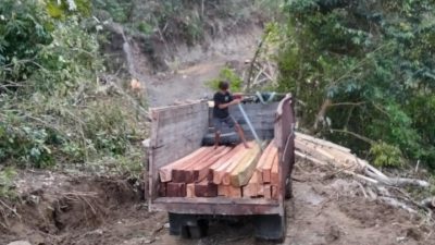 KPH Sumbawa Buka Suara Soal Dugaan Illegal Logging UD Insani, Penebangan dan Pembukaan Jalan Sudah Dihentikan