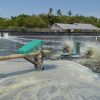 Pesisir Lombok Utara Dikepung Tambak Udang, Bau Menyengat hingga Dugaan Pelanggaran Tata Ruang