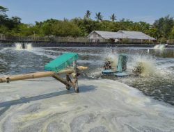 Pesisir Lombok Utara Dikepung Tambak Udang, Bau Menyengat hingga Dugaan Pelanggaran Tata Ruang