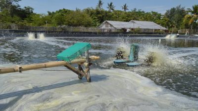 Pesisir Lombok Utara Dikepung Tambak Udang, Bau Menyengat hingga Dugaan Pelanggaran Tata Ruang