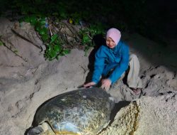 Semangat Idulfitri, PLN UIW NTB Perkuat Kepedulian Lingkungan Lewat Konservasi Penyu Mawil di Talonang Baru