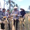 Polda NTB Gelar Panen Raya Jagung Serentak, Dukung Ketahanan Pangan Nasional