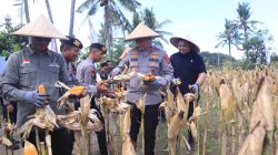 Polda NTB Gelar Panen Raya Jagung Serentak, Dukung Ketahanan Pangan Nasional