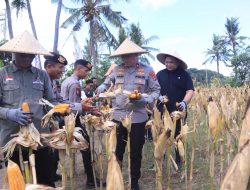 Polda NTB Gelar Panen Raya Jagung Serentak, Dukung Ketahanan Pangan Nasional