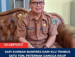 Sapi Kurban Banpres dari KLU Tembus Satu Ton, Peternak Gangga Raup Penawaran Rp135 Juta