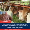 Stok Hewan Kurban Lombok Utara Melimpah, Peternak Lokal Siap Penuhi Kebutuhan Idul Adha