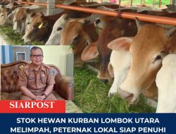 Stok Hewan Kurban Lombok Utara Melimpah, Peternak Lokal Siap Penuhi Kebutuhan Idul Adha