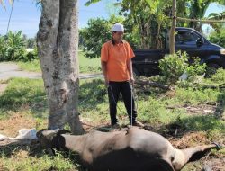 Meski di Jakarta, Ustad HM Ahyar Tak Pernah Lupa Teluk Kombal: Sapi Qurban Jadi Bukti Cinta untuk Kampung Halaman