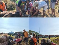 Idul Adha 1447 H, RSUD Asy-Syifa’ Sumbawa Barat Tebar Kebaikan dengan 6 Sapi dan 3 Kambing Kurban