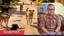 Anjing Liar Makan Korban Lagi, Lombok Utara Didesak Percepat Pengendalian Populasi
