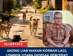 Anjing Liar Makan Korban Lagi, Lombok Utara Didesak Percepat Pengendalian Populasi