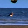 Buaya Raksasa Muncul Lagi di Pantai Teluk Lombok Sangatta, Bikin Panik Pengunjung, Bawa Sesuatu di Mulutnya?