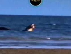Buaya Raksasa Muncul Lagi di Pantai Teluk Lombok Sangatta, Bikin Panik Pengunjung, Bawa Sesuatu di Mulutnya?