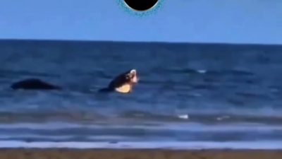 Buaya Raksasa Muncul Lagi di Pantai Teluk Lombok Sangatta, Bikin Panik Pengunjung, Bawa Sesuatu di Mulutnya?