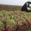 Proyek Bibit Bawang UPLAND Rp7,5 Miliar di Sumbawa Diaudit BPKP, Garda Satu Minta KPK Turun Awasi Dugaan Kejanggalan