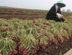 Proyek Bibit Bawang UPLAND Rp7,5 Miliar di Sumbawa Diaudit BPKP, Garda Satu Minta KPK Turun Awasi Dugaan Kejanggalan