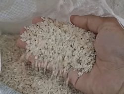 Viral Warga Lombok Tengah Keluhkan Beras Diduga Bantuan Pangan Berkutu dan Berbau: “Bagaimana Mau Perbaiki Gizi?”