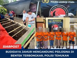 Budidaya Jamur Mengandung Psilosina di Bentek Terbongkar, Polisi Temukan 16 Petak Penyemaian