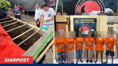 Budidaya Jamur Mengandung Psilosina di Bentek Terbongkar, Polisi Temukan 16 Petak Penyemaian