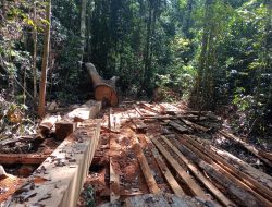 Usut Dugaan Illegal Logging di Kwangko Dompu, Jurnalis Siarpost Diancam dan Bakal Lapor ke Polda NTB
