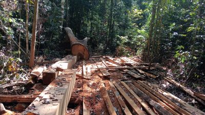Usut Dugaan Illegal Logging di Kwangko Dompu, Jurnalis Siarpost Diancam dan Bakal Lapor ke Polda NTB