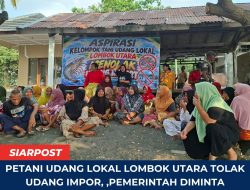 Tolak Udang Impor! Petani Lombok Utara Khawatir Harga Panen Jatuh dan Pendapatan Tergerus