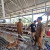 Desa Berdaya Iqbal-Dinda Mulai Berjalan, Ayam Petelur hingga Sapi Jadi Andalan Ekonomi Desa NTB
