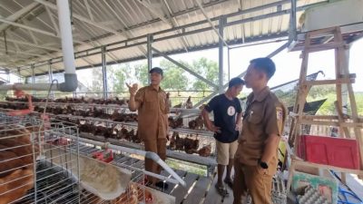 Desa Berdaya Iqbal-Dinda Mulai Berjalan, Ayam Petelur hingga Sapi Jadi Andalan Ekonomi Desa NTB